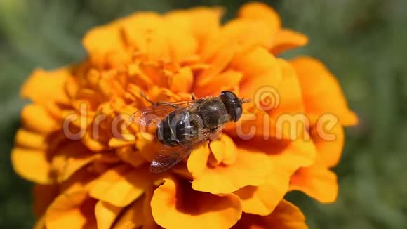 雄蜂苍蝇墨西哥万寿菊万寿菊花视频的预览图