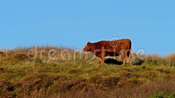 爱尔兰多尼加尔郡的波尔图在卡斯赫尔戈兰顶享受冬日阳光的奶牛视频的预览图