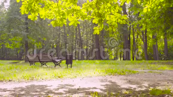 公园里一棵树下的长凳视频的预览图