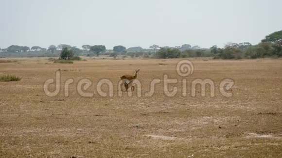 非洲平原野生动物中的雌性黑斑羚羚羚羊宝宝的乳汁视频的预览图