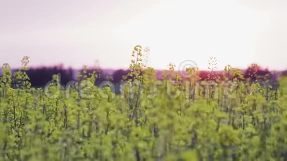 油菜花的黄色花朵近在风中摇曳在柔和的黄昏阳光下视频的预览图
