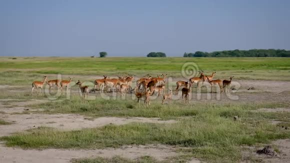 野生非洲平原的羚羊草视频的预览图