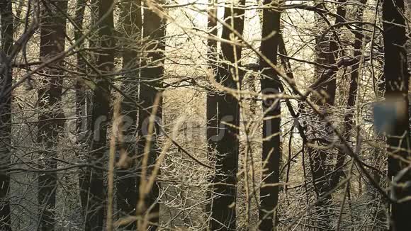冬天森林里雪花上的阳光视频的预览图