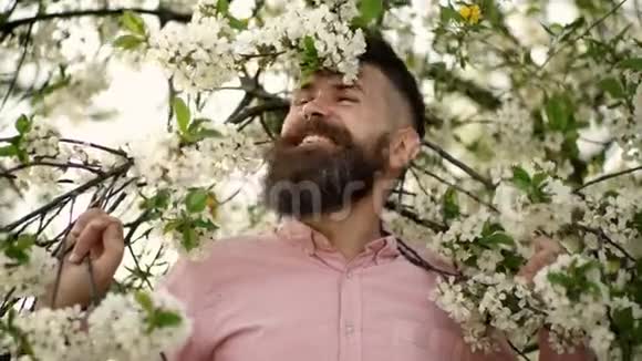 大胡子的男人靠近盛开的樱桃树希普斯特嗅着樱花有胡子的人脸上挂着胡子视频的预览图