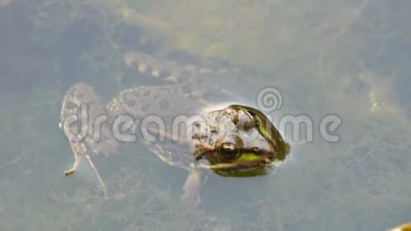 坐在水里的淡水蛙视频的预览图