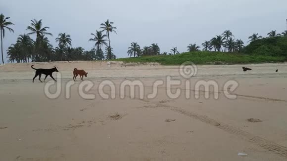 印度果阿海滩上的狗和公牛视频的预览图