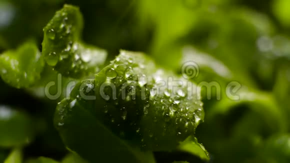 水滴在树叶上流淌雨水在绿色的草地上流淌视频的预览图