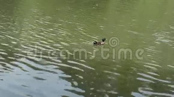 在池塘里鸭子视频的预览图
