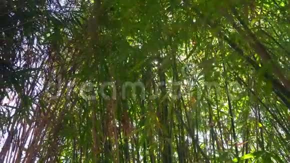 中国的竹林绿林视频的预览图