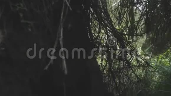 巨大的树干被绿色的草包围着黑暗的影子视频的预览图