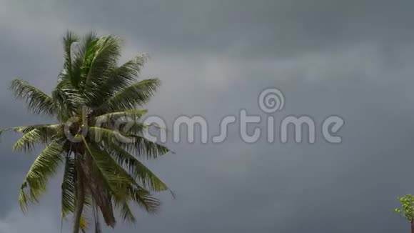 椰子手掌在雨前从风中移动视频的预览图