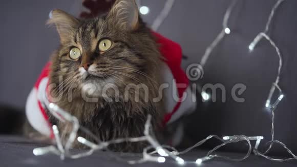 在圣诞花环的背景上特写一只打扮成圣诞老人的小猫圣诞节视频的预览图