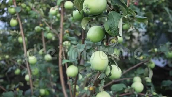 树上的苹果树枝上的绿苹果美丽的苹果成熟在树上视频的预览图