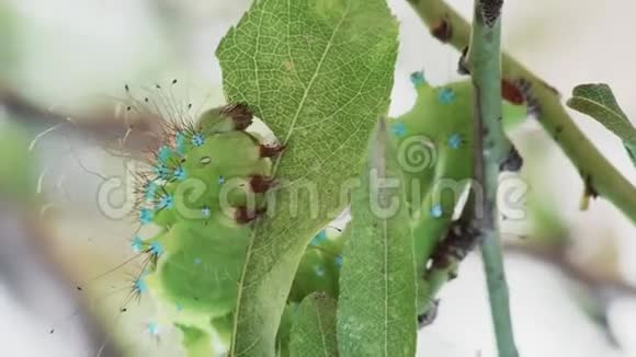 毛毛虫吞食杏仁叶视频的预览图