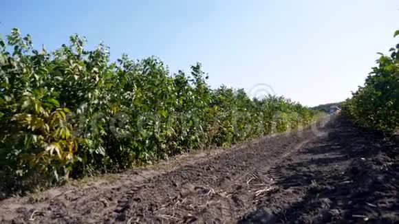 农场种植核桃树苗核桃树种植园坚果果园田野上的榛子树视频的预览图