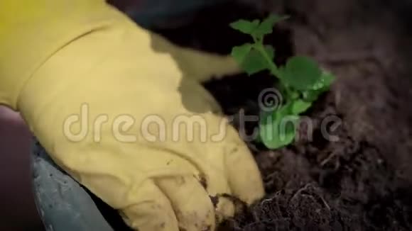 特写镜头女人的手在肮脏的手套种植小芽在一个锅视频的预览图