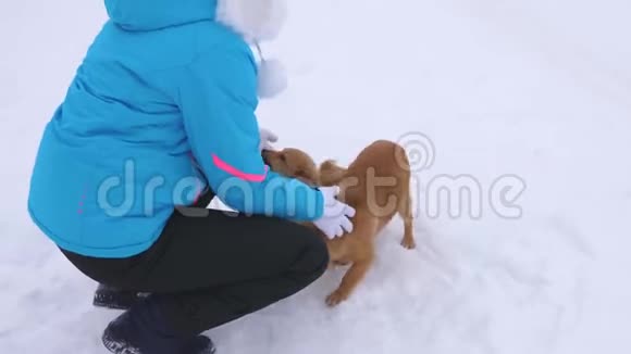 女孩拍狗冬天女主人在街上抚摸她的狗在白雪上散步爱人养宠物圣诞节视频的预览图