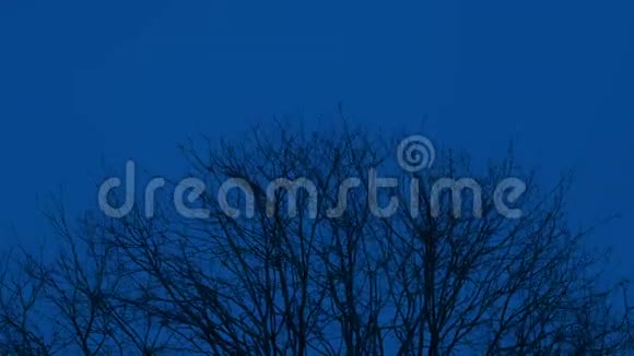 微风中夜晚的树顶枝条视频的预览图