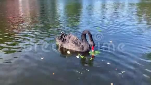 美丽的黑天鹅在池塘里游泳视频的预览图