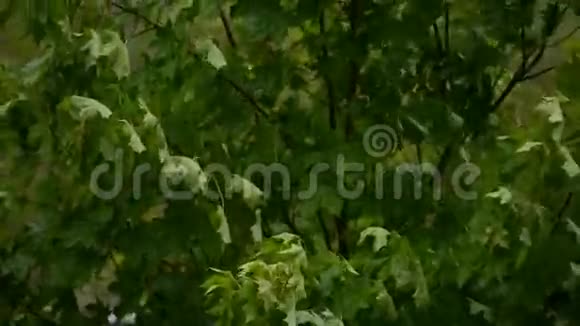 枫树在风中摆动视频的预览图