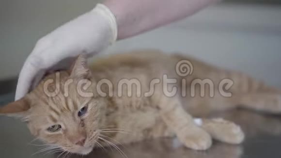医生把手上的橡皮手套贴在手术台上把伤心的姜猫贴紧一针来自视频的预览图