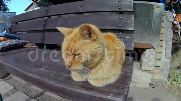 老姜猫睡在木凳上视频的预览图