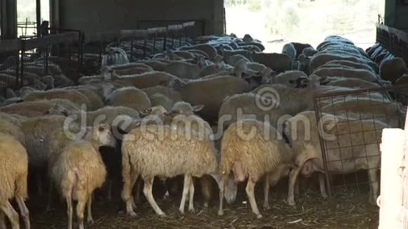 生产牛奶和羊毛的羊场视频的预览图
