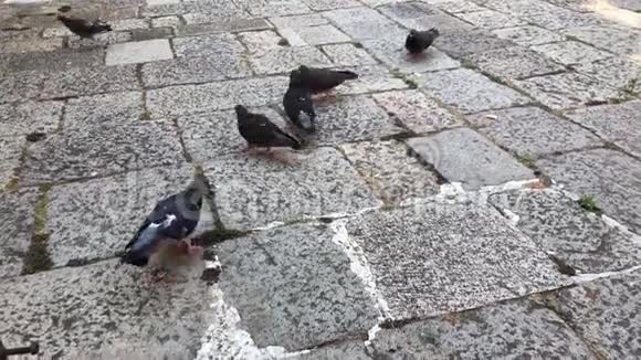 成群的鸽子在街上觅食视频的预览图