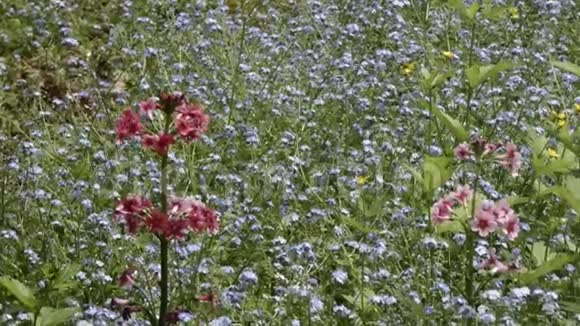 从一大束蓝色花朵中长出的红花视频的预览图