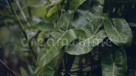 在雨天特写热带植物的叶子视频的预览图