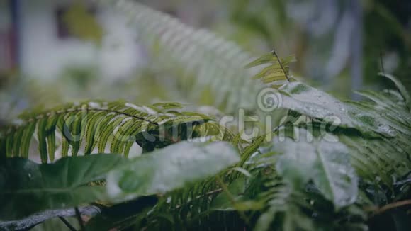 在雨天特写热带植物的叶子视频的预览图