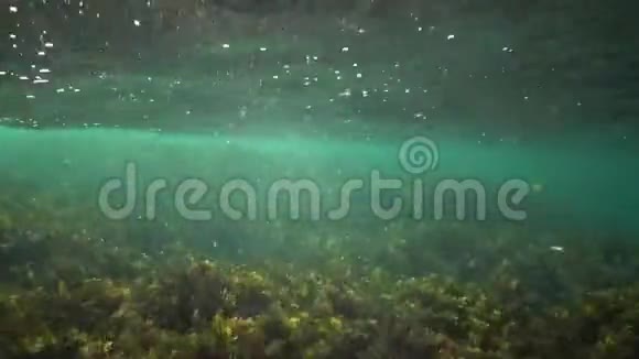 水下岩石上的绿藻和褐藻保加利亚黑海沿岸带的白藻视频的预览图