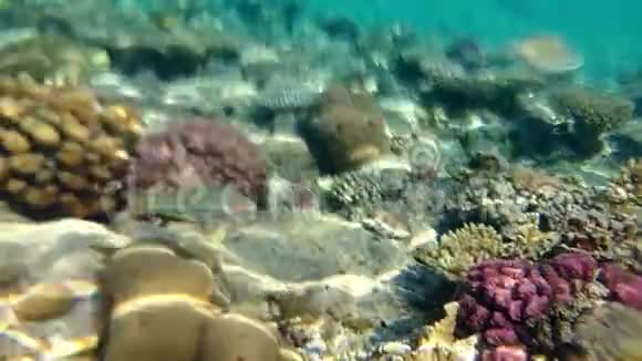 海底珊瑚礁上五颜六色的海绵和珊瑚视频的预览图
