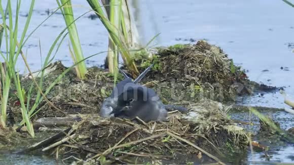 鸟黑燕鸥坐在巢上环顾四周雄黑燕鸥飞到巢里吃着食物飞走了巢是我的视频的预览图