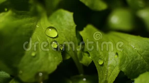水滴在树叶上流淌雨水在绿色的草地上流淌视频的预览图