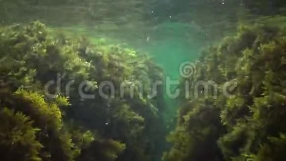 水下岩石上的绿藻和褐藻保加利亚黑海沿岸带的白藻视频的预览图
