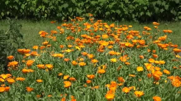 花园中的万寿菊和有花的柳条板4K视频的预览图