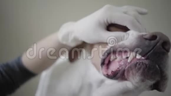 兽医诊所里兽医用英文指针犬咬牙视频的预览图