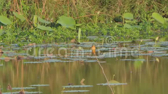 常见的翠鸟在湿地捕鱼视频的预览图
