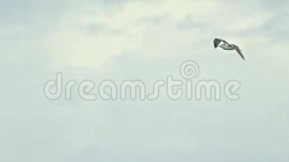 一只孤独的海鸥在多云的天空中飞翔视频的预览图