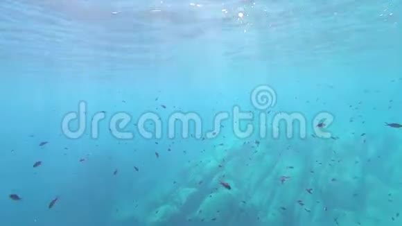 一大群ChromisChromis鱼在清澈蓝色和深透明的水中以光反射拍摄的惊人的水下画面视频的预览图