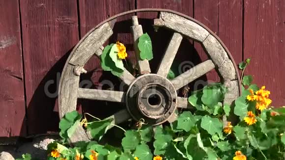 老马车轮近房子风在纳斯廷花视频的预览图