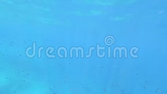 一大群ChromisChromis鱼在清澈蓝色和深透明的水中以光反射拍摄的惊人的水下画面视频的预览图