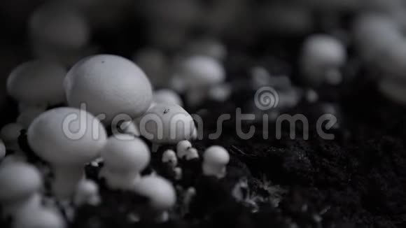 白香菜菇收获很多香菜蘑菇香碧桂农生产农场一排排的床视频的预览图