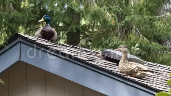 一对鸭子坐在屋顶上看着下面视频的预览图