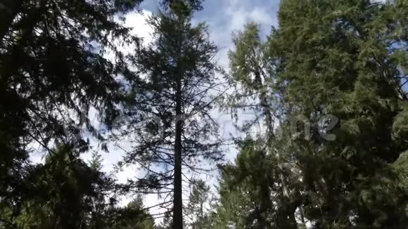 高高的云彩在夏天的树上翻滚视频的预览图