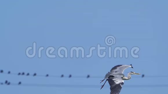 一只鸟一只灰色的苍鹭阿尔迪亚西尼亚在湖上飞翔一只鹭在猎鱼视频的预览图