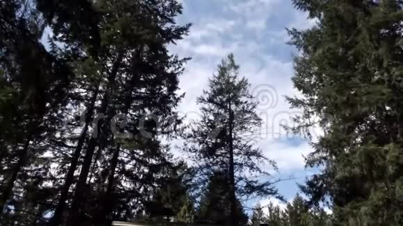 黑树在明亮的蓝天上云层穿过视频的预览图