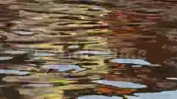 抽象性质极致的近景金色的阳光水反射的房子鲨鱼鲶鱼游泳视频的预览图