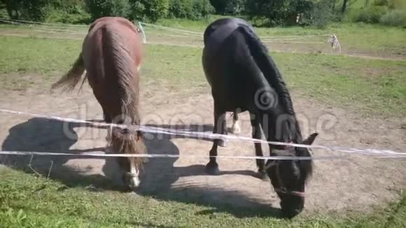 日落时吃草的马群马在草地上放牧视频的预览图